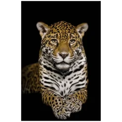 Cuadro de Cristal Impreso Leopardo en Negro 81-485